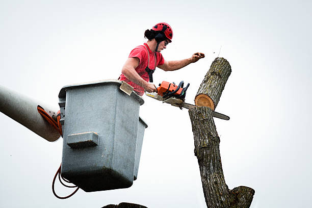 How Our Tree Care Process Works  in  Pearl City, HI